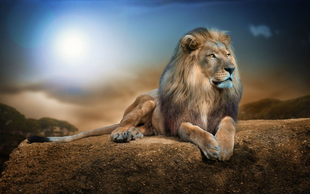 Обои Лев, живая природа, кошачьих, наземные животные, масаи Лев в разрешении 1920x1200