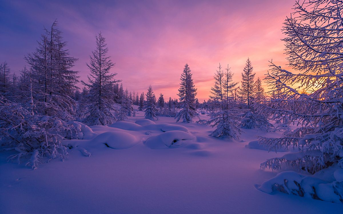 Обои лес, зима, снег, природа, дерево в разрешении 2560x1600
