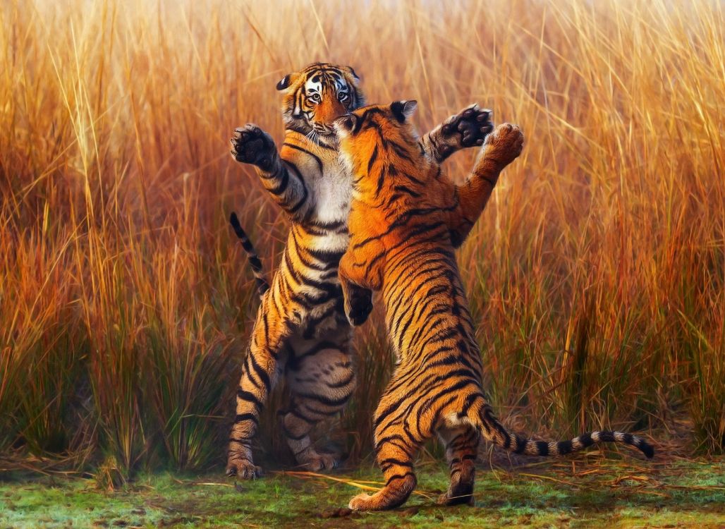 Обои Танцующие Тигры, бенгальский тигр, кошачьих, большая кошка, тигр в разрешении 1920x1400