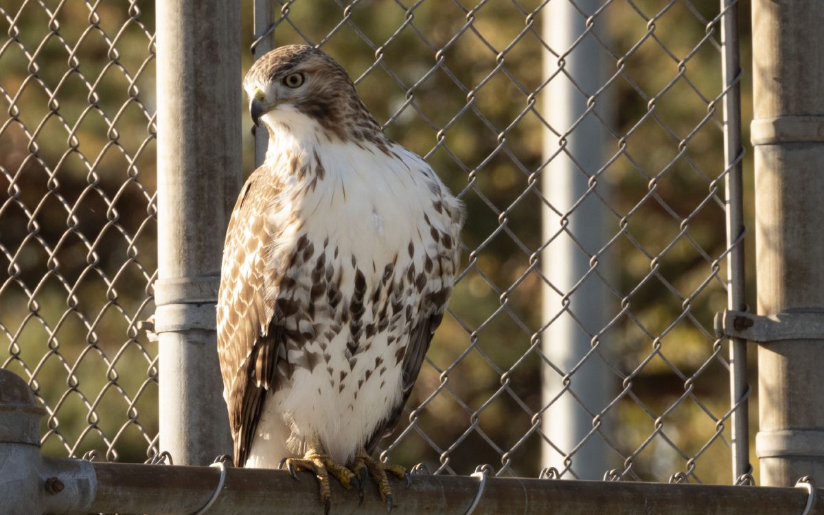 Обои ястреб, хищная птица, Сокол, наука, биология в разрешении 3840x2400