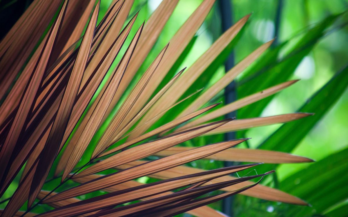 Обои лист, растение, семейство травы, дерево, стебель растения в разрешении 2560x1600