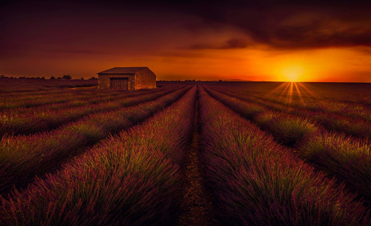 Обои поле, лаванда, сенокосное угодье, прерия, атмосфера в разрешении 3886x2365