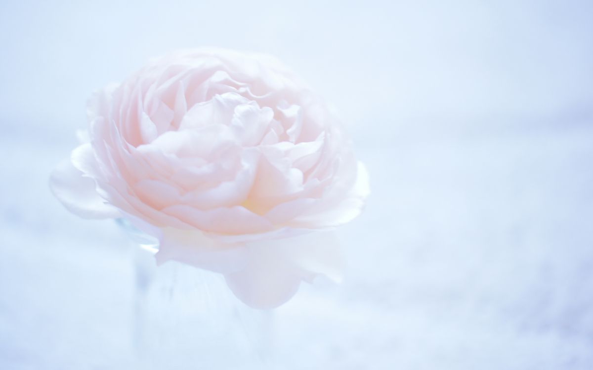 Обои цветок, цветковое растение, лепесток, Роза, розовые цветы в разрешении 2560x1600