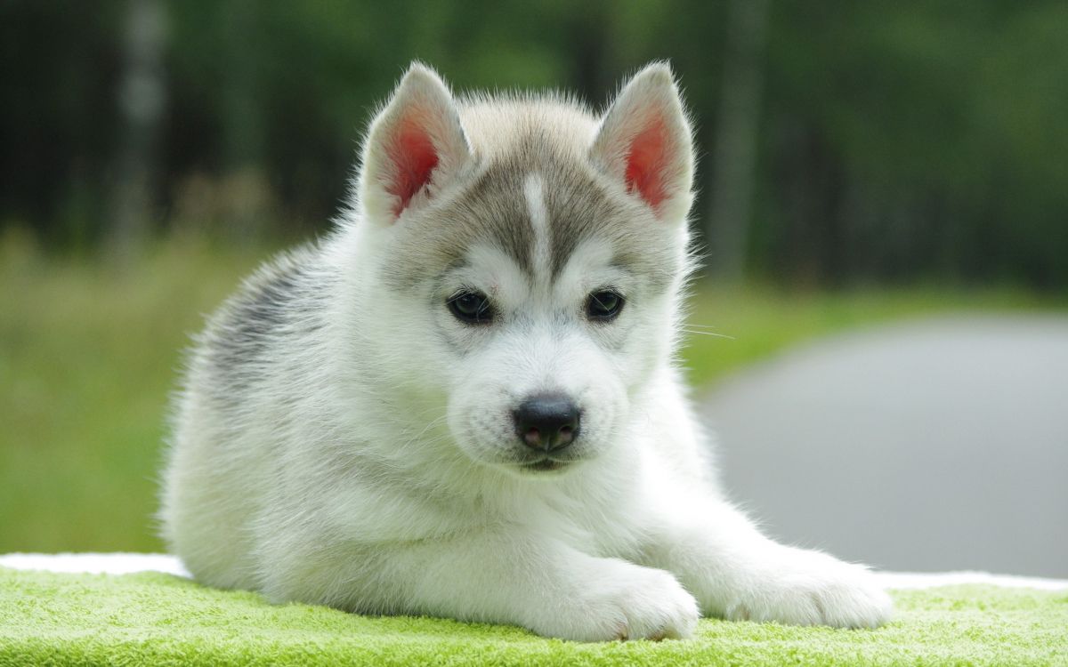 Обои щенок, привлекательность, собака породы, Сахалинская хаски, миниатюрный Сибирский хаски в разрешении 2560x1600