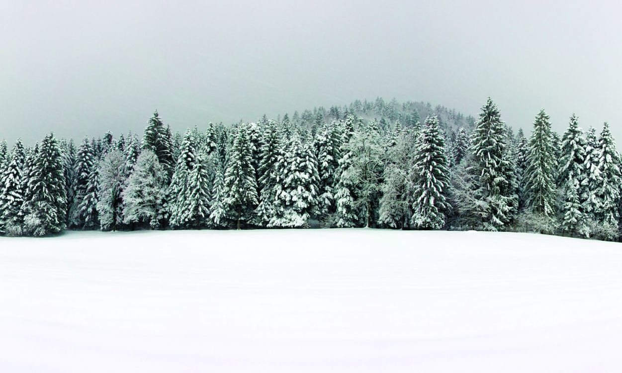 Обои снег, пихта, ель, зима, дерево в разрешении 3949x2366