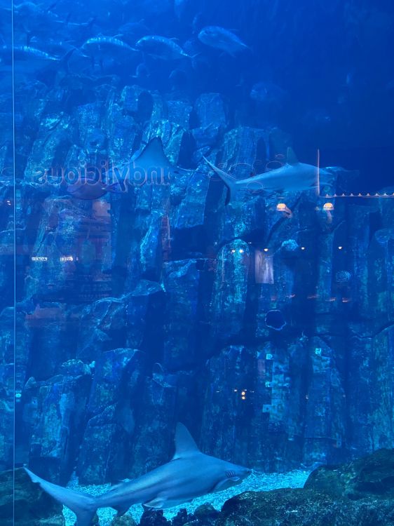 Обои подземные воды, морская биология, вода, наука, рыба в разрешении 1536x2048