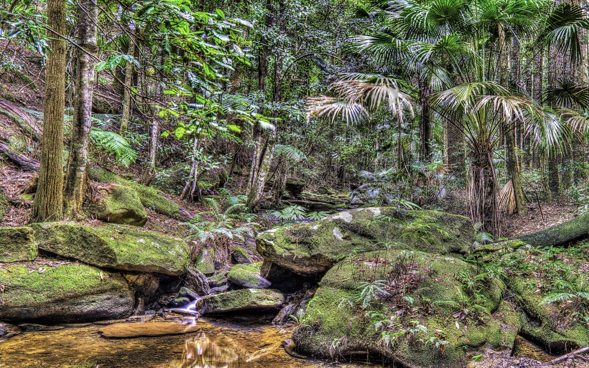 Обои растительность, тропические леса, лес, экосистема, природа в разрешении 4800x3000