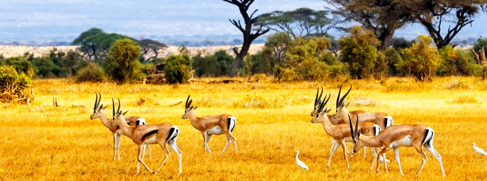 Обои Саванна, сафари, живая природа, антилопа, Газель в разрешении 3355x1250