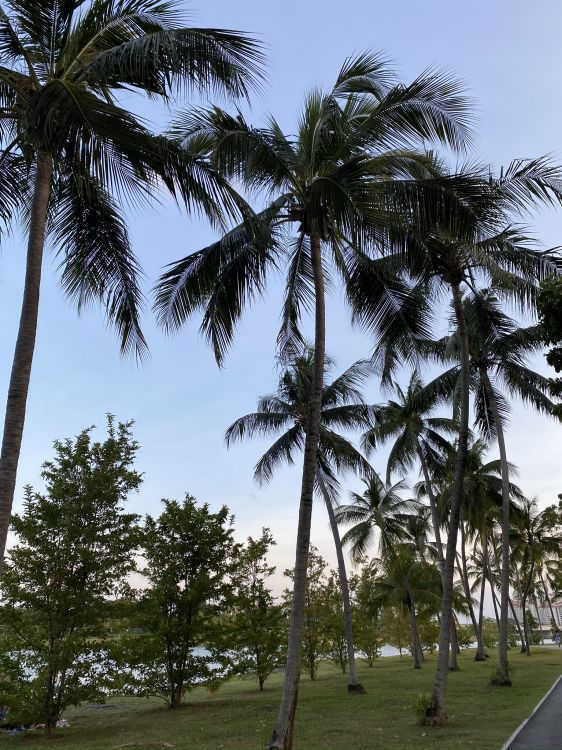 Обои Бабассу, финиковая пальма, дерево, древесные растения, тропическая зона в разрешении 1536x2048