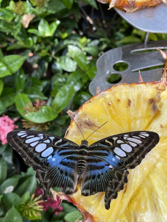 Обои насекомое, членистоногое, беспозвоночных, желтый, опылитель в разрешении 1536x2048