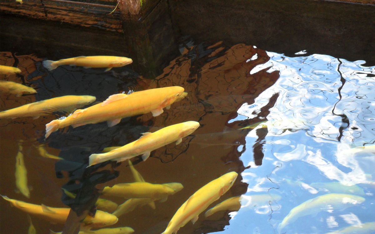 Обои кои, рыбный пруд, фидер рыб, морская биология, пруд в разрешении 2560x1600