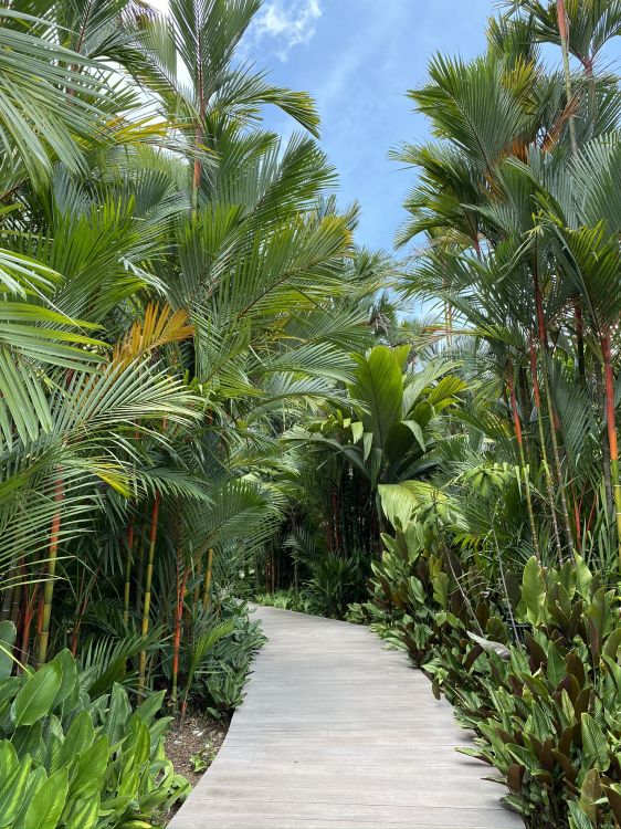 Обои растительность, Масло пальмы, экосистема, древесные растения, ботаники в разрешении 1536x2048