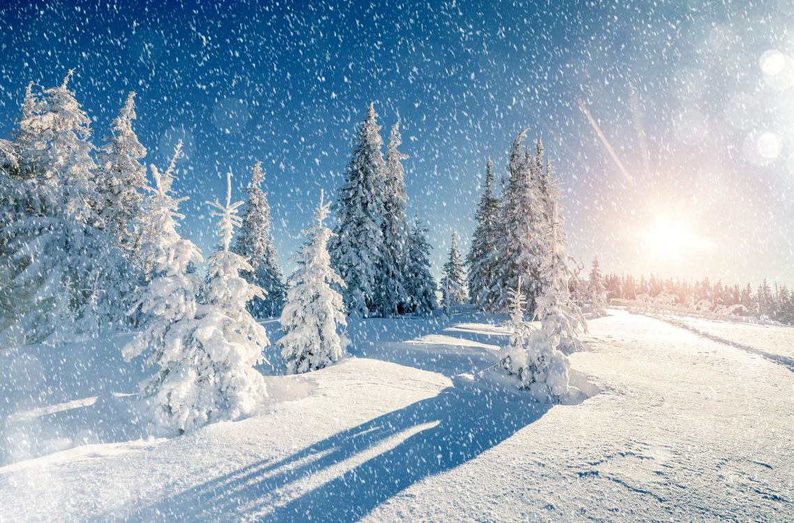 Обои снег, сезон, зима, дерево, замораживание в разрешении 5472x3606