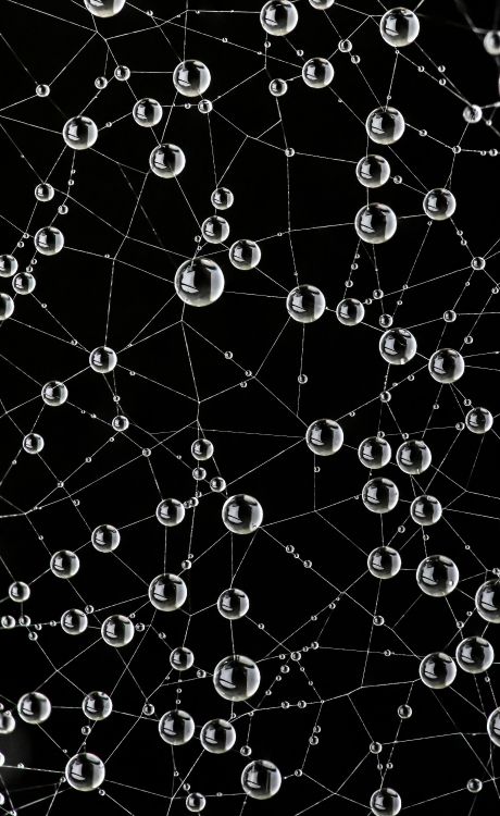 Обои паутина, природа, черный, окружающая среда, ботаники в разрешении 2755x4484