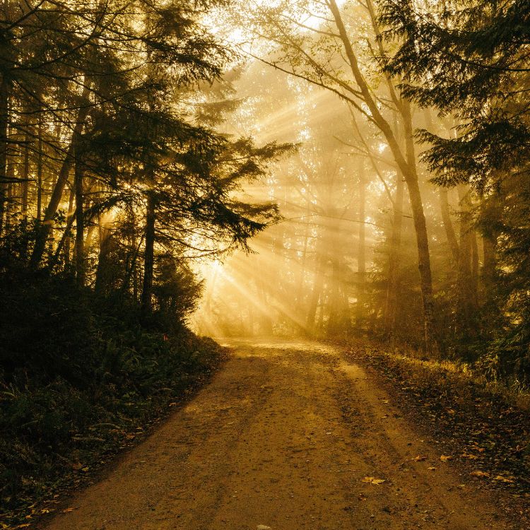 Обои айпад, ipad pro, iPhone, заросший путь, природа в разрешении 2732x2732