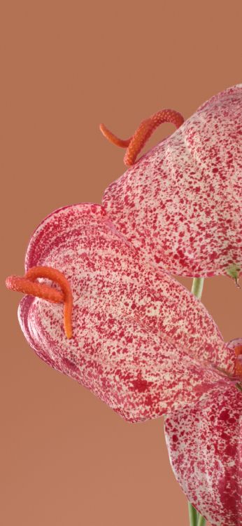 Обои насекомое, гугл пиксель 7 про, смартфон, андроид, Google в разрешении 1080x2340