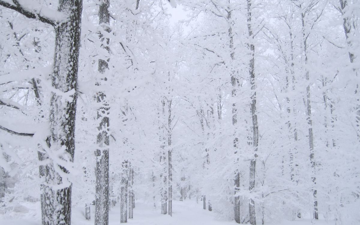 Обои снег, дерево, зима, замораживание, мороз в разрешении 2560x1600