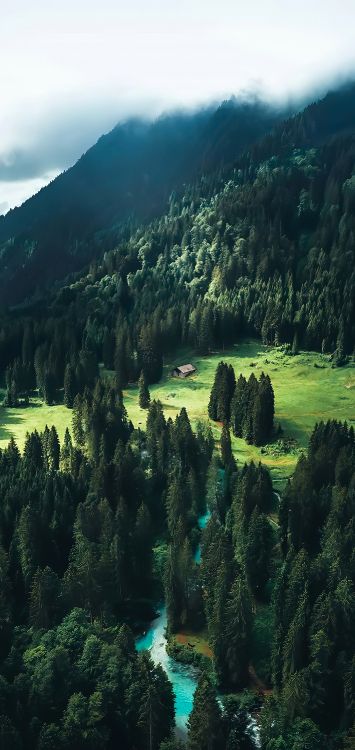 Обои пейзажи гор, ель, лиственница, пихта, старовозрастные леса в разрешении 1422x3000