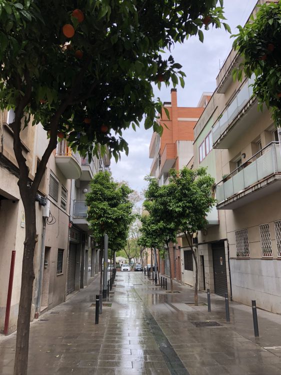 Обои дерево, наука, биология, дорога, городок в разрешении 1536x2048