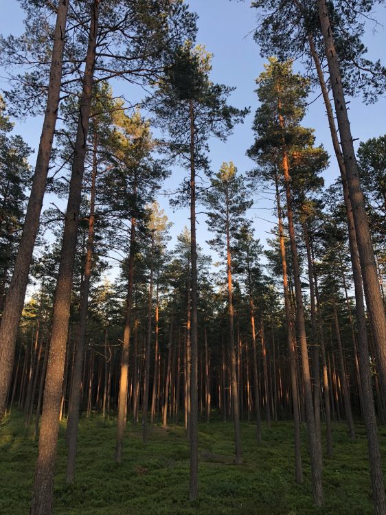 Фото деревья юга россии