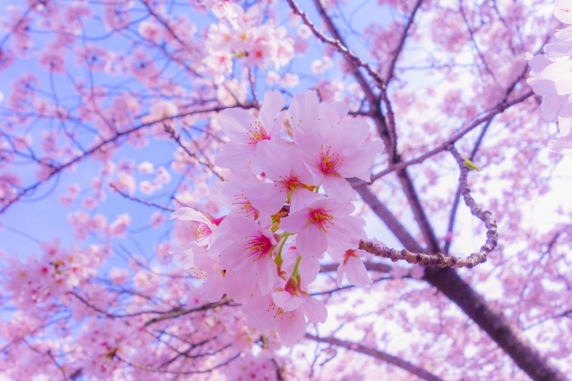 Обои цветение вишни, расцвет, Любование цветущей сакурой, цветок, растение в разрешении 5472x3648