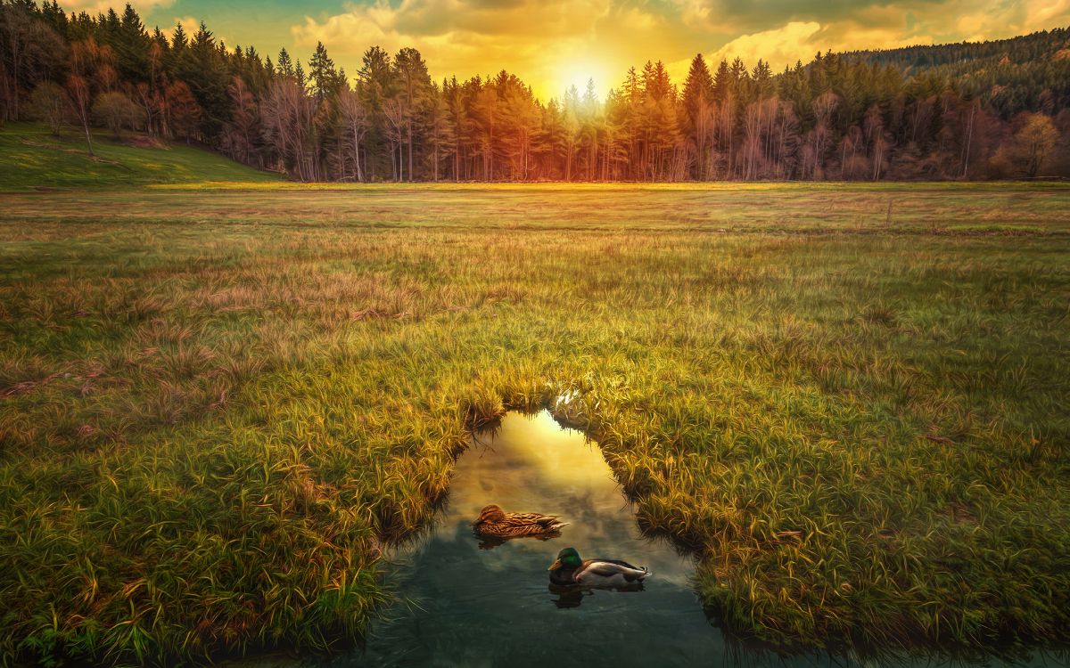 Обои утка, закат, восход солнца, природа, утро в разрешении 3840x2400