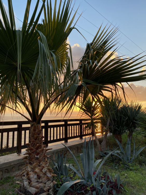 Обои растение, пальмовые рощи, биология, растительное сообщество, свет в разрешении 1536x2048