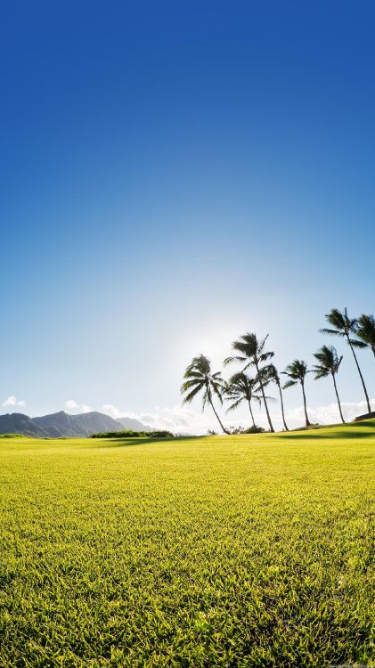 Обои поле, природа, природный ландшафт, сенокосное угодье, зеленый в разрешении 1440x2560