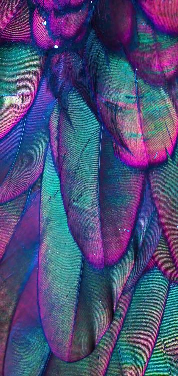 Обои крупный план, пурпур, лазурный, лепесток, ткань в разрешении 1421x3000