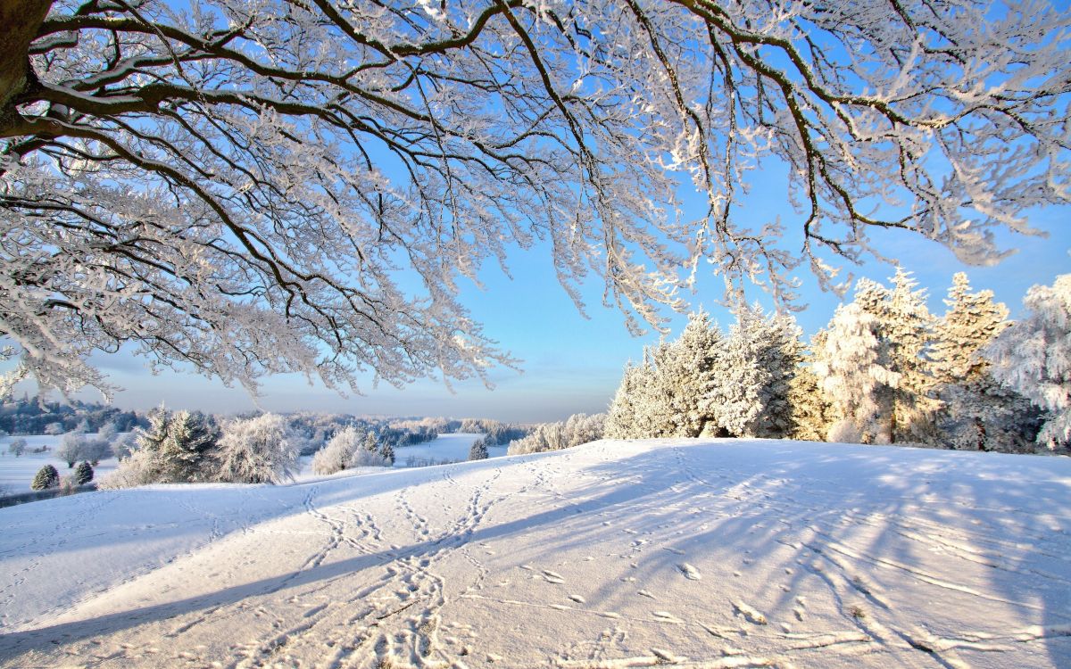 Обои снег, зима, дерево, замораживание, мороз в разрешении 2560x1600