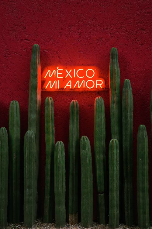 Обои зеленый, цереус, кактус, Сан-Педро кактус, растение в разрешении 3552x5321