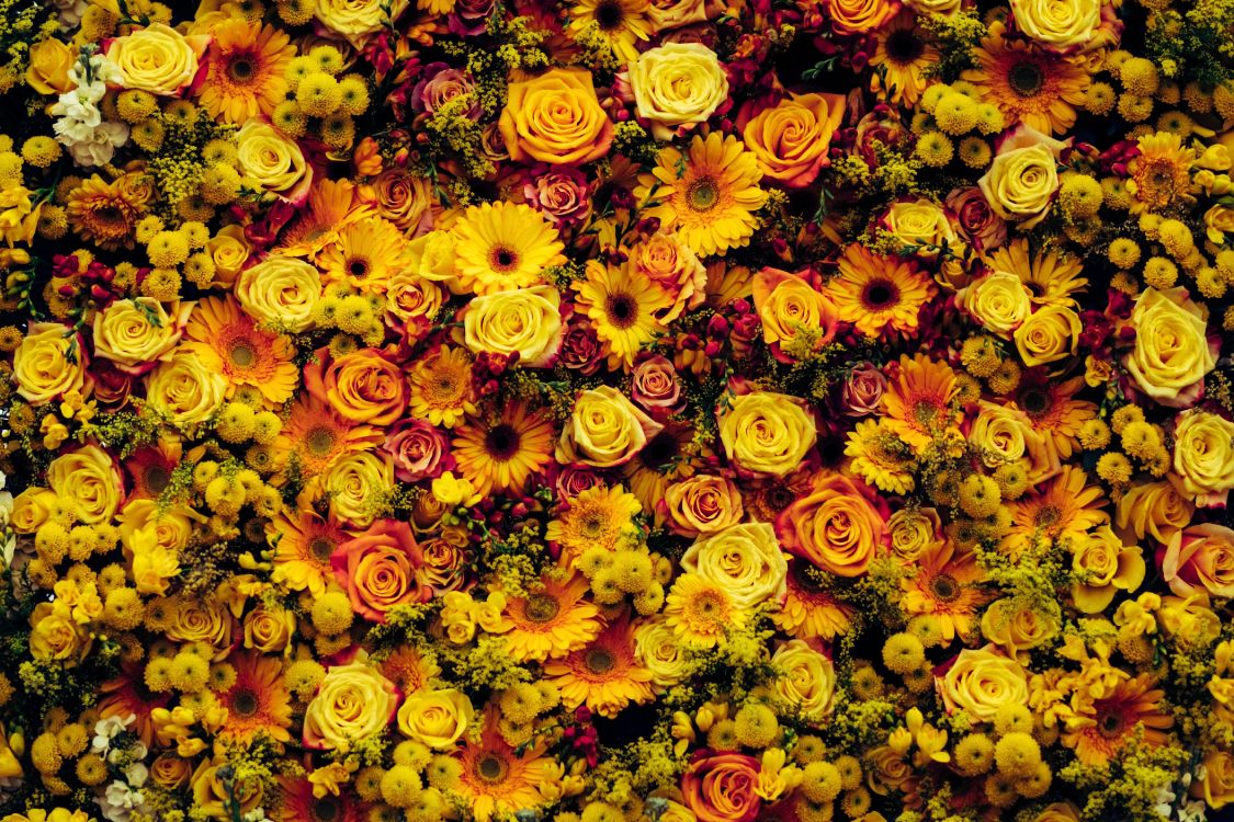 Обои цветок, цветочный дизайн, желтый, растение, флористика в разрешении 4361x2907