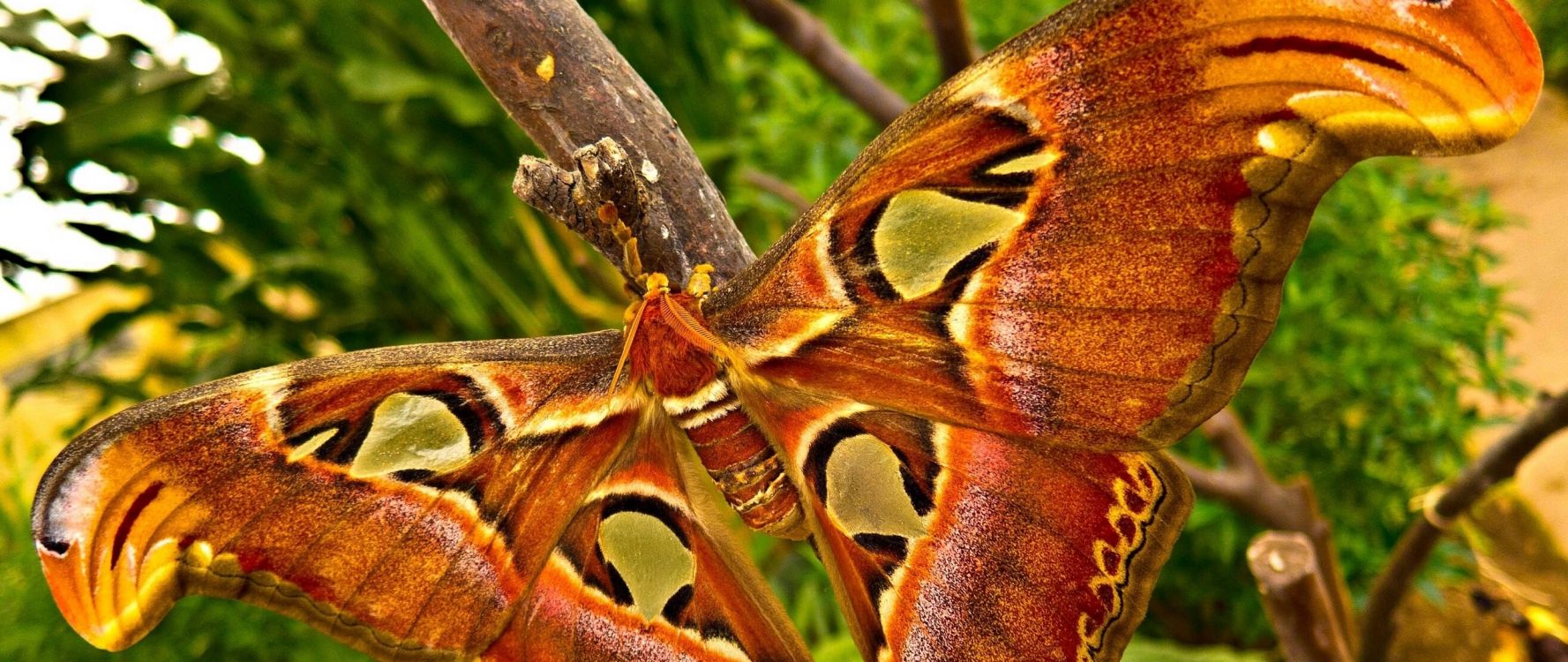 Обои насекомое, мотылек, бабочка, мотыльки и бабочки, беспозвоночных в разрешении 2560x1080