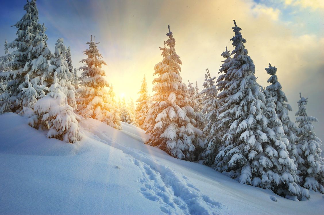 Обои зима, снег, дерево, замораживание, мороз в разрешении 6016x4000