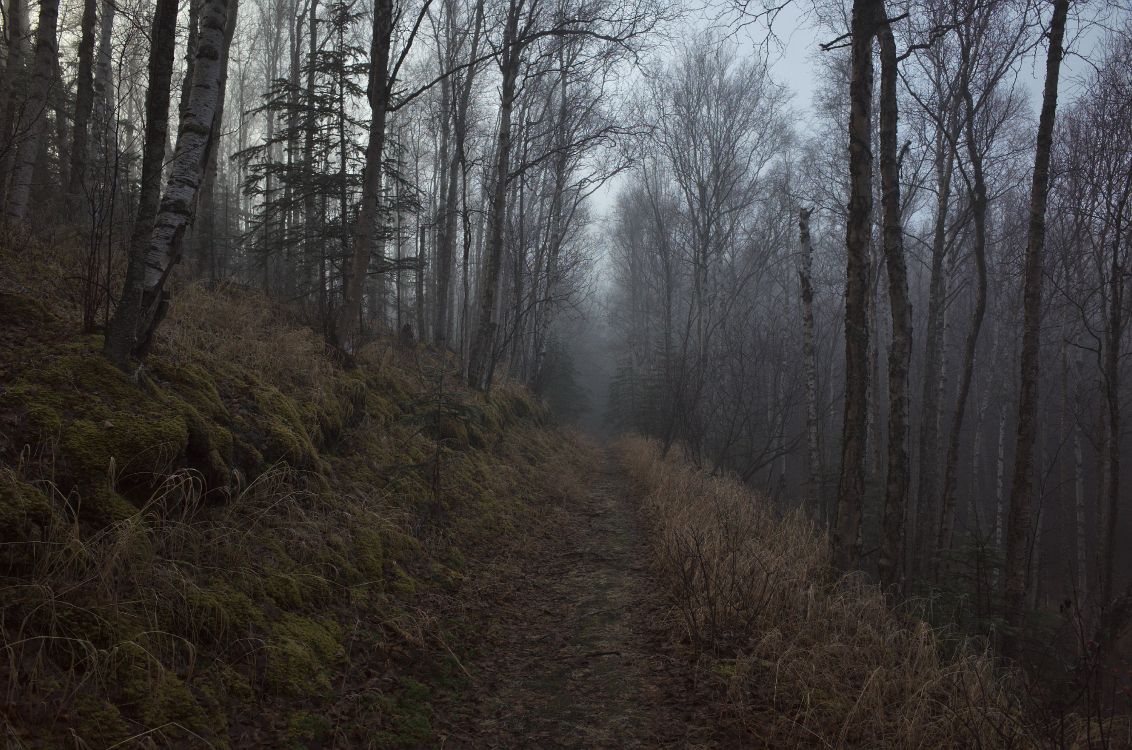Обои дерево, лес, лесистая местность, природа, окружающая среда в разрешении 4928x3264