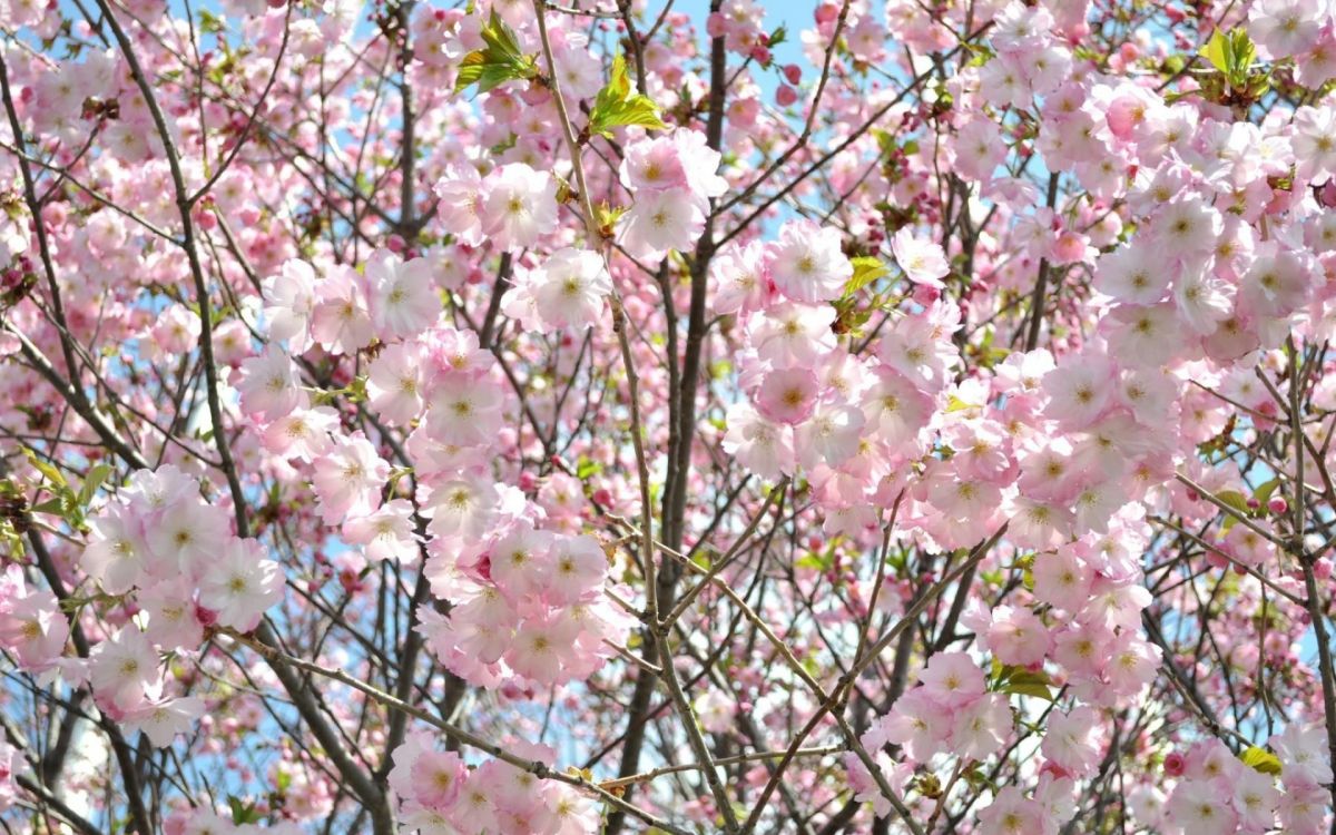 Обои растение, весна, ветвь, розовый, дерево в разрешении 1920x1200