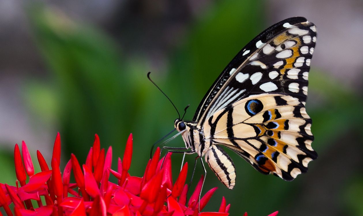 Обои насекомое, бабочкамонарх, мотыльки и бабочки, бабочка, беспозвоночных в разрешении 2331x1388