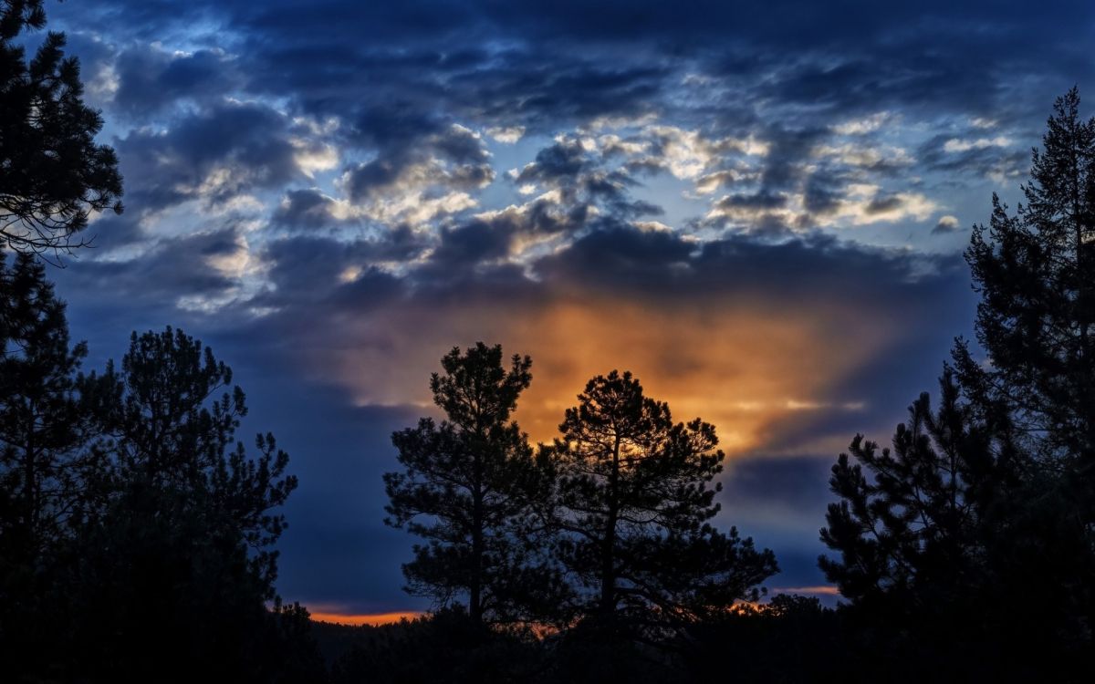 Обои облако, атмосфера, дерево, природа, ветвь в разрешении 1920x1200