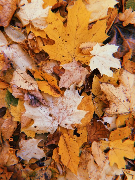 Обои лист, осень, прут, наука, биология в разрешении 3024x4032