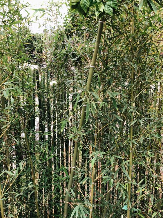 Обои растительность, кустарник, трава, ботаники, наземное растение в разрешении 3024x4032