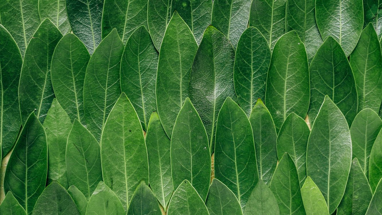 Обои лист, зеленый, растение, страусиный папоротник, трава в разрешении 3840x2160