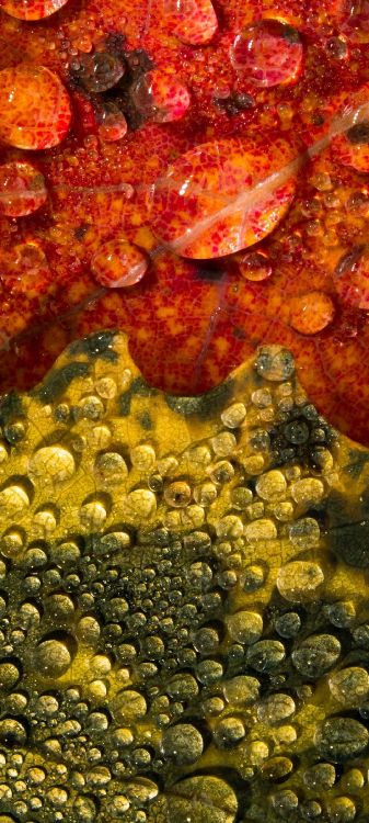 Обои морская биология, коралловый риф, коралловый риф рыбы, природа, морские беспозвоночные в разрешении 1080x2400