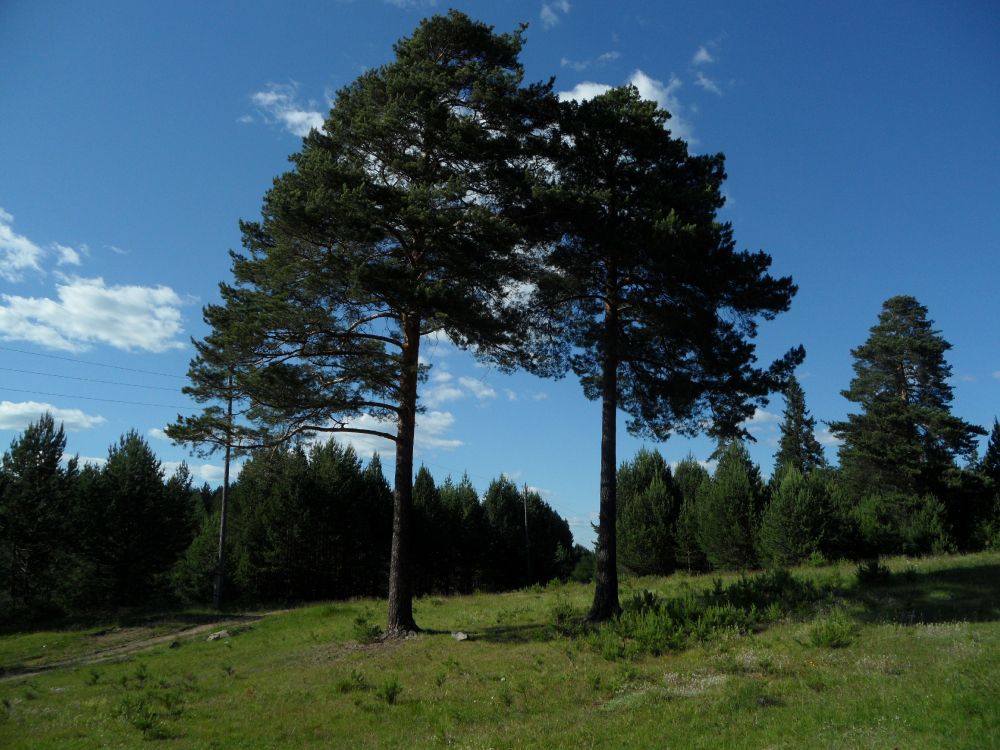 Обои дерево, природный ландшафт, природа, окружающая среда, древесные растения в разрешении 4320x3240