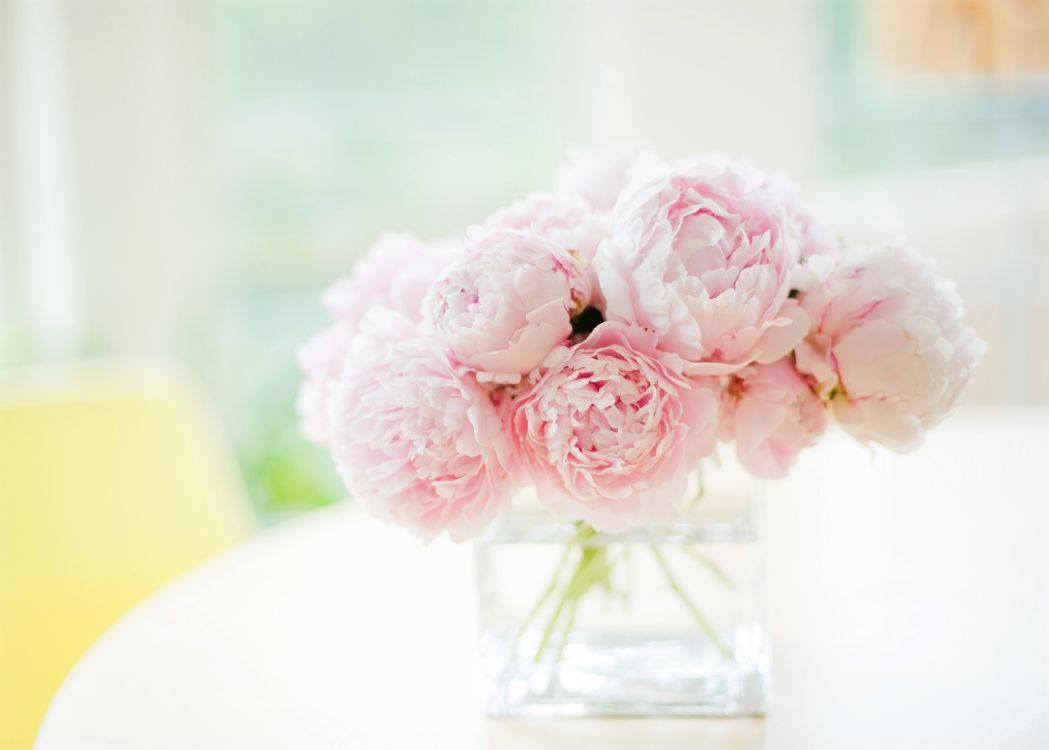 Обои пионы белые и розовые, пион, цветок, белые, розовый в разрешении 3787x2706