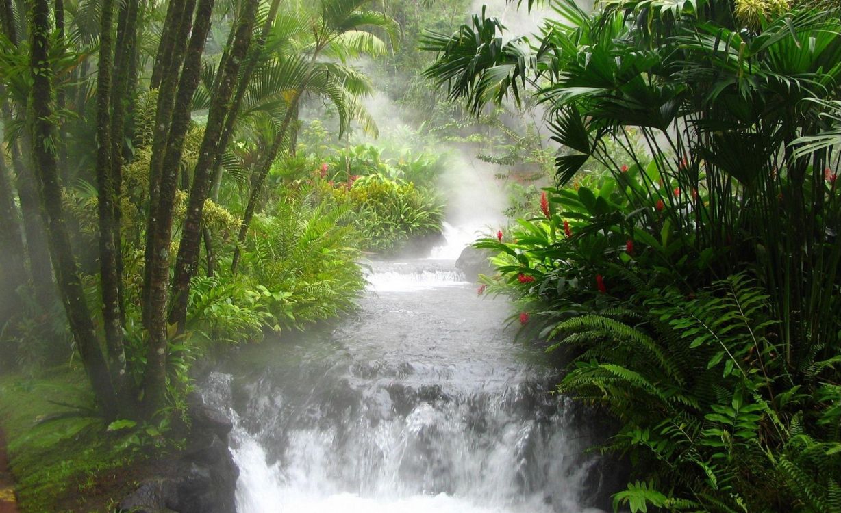 Обои тропические леса, природа, гидроресурсы, растительность, водоем в разрешении 2620x1600