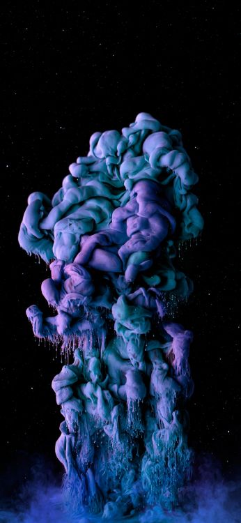 Обои морская биология, пурпур, лепесток, электрик, коралл в разрешении 1080x2340