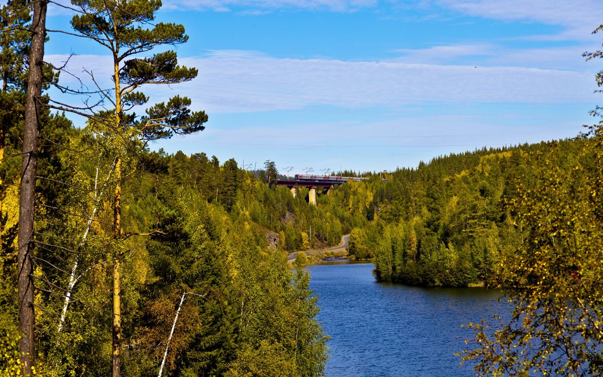 Обои природа, лес, дерево, природный заповедник, дикая местность в разрешении 2880x1800