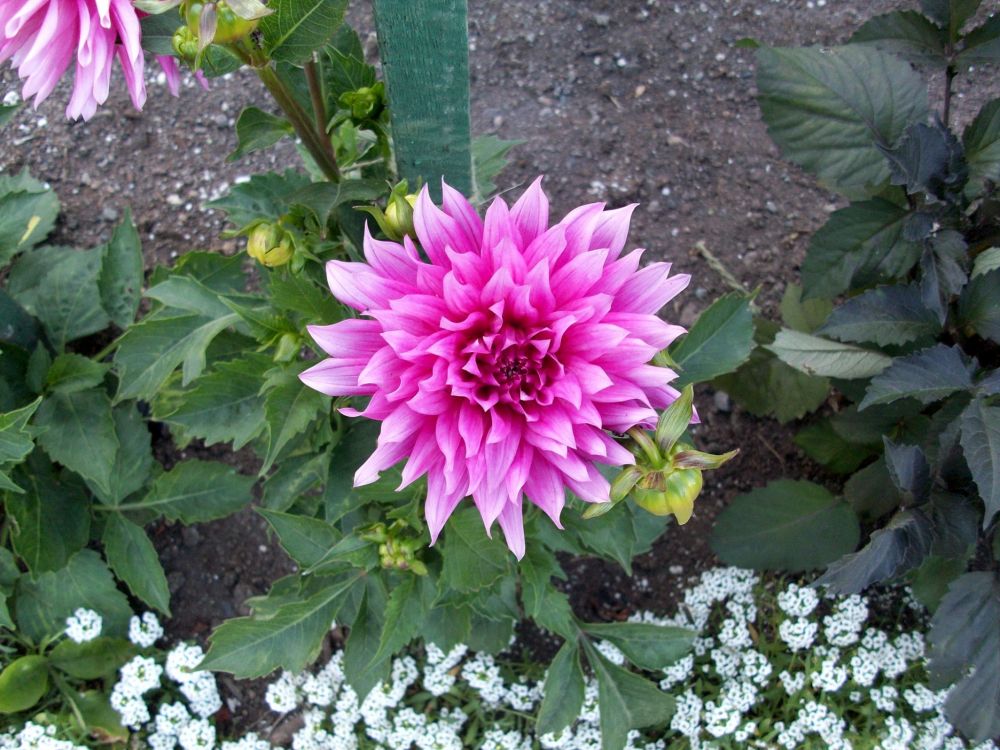 Обои георгин, Хризантема, цветковое растение, однолетнее растение, семья ромашек в разрешении 2048x1536