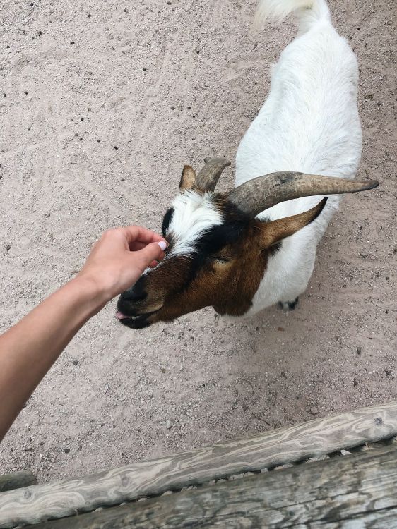 Обои коза, Козлов, морда, наземные животные, домашний скот в разрешении 3024x4032