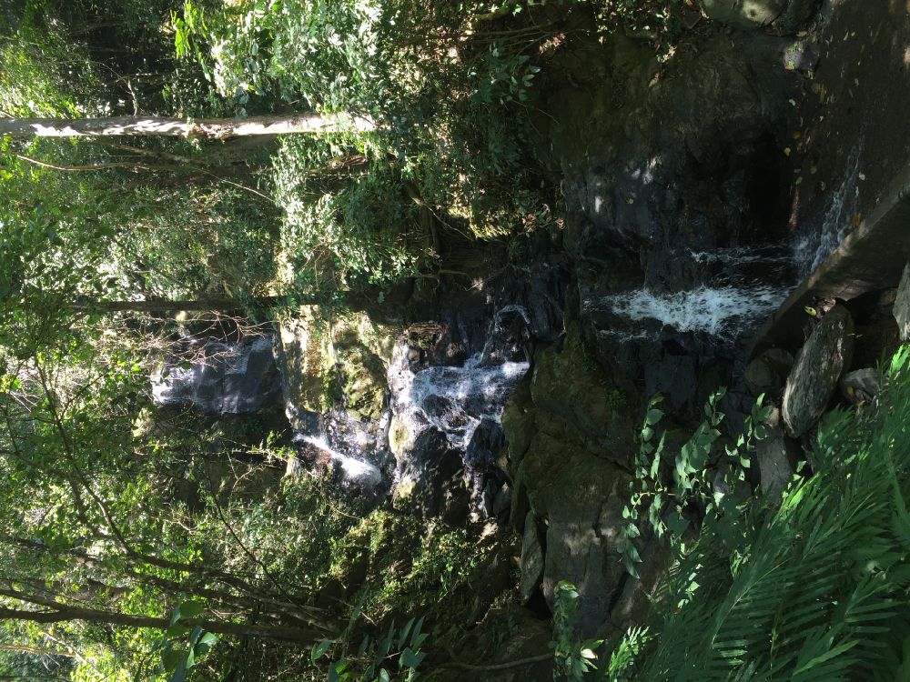 Обои природный заповедник, вода, биом, старовозрастные леса, водоток в разрешении 3264x2448